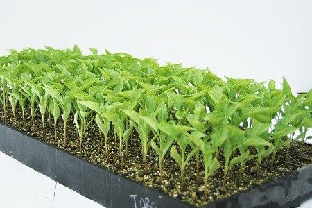 Rumbalara Nursery Pic 1 - Seedling Plug 198 Tray