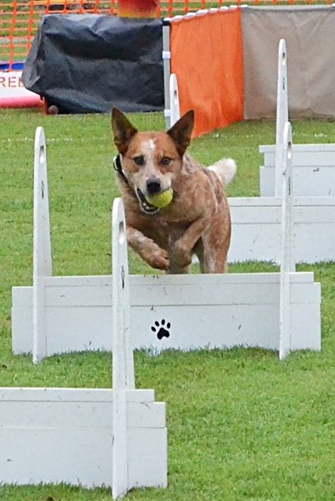 Pine rivers dog obedience discount
