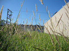 Urban Grass Wholesalers Pic 1