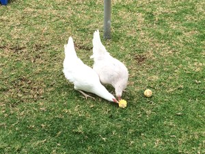 Cheryl's Family Day Care Pic 3 - Our chickens that we feed and care for daily Children receive some eggs at the end of every week to take home