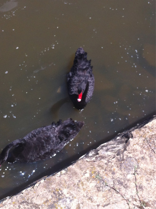 Lake Burley Griffin Pic 1 - Black Swan definitely not the nasty kind