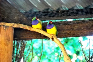 The Winton Bed & breakfast Pic 2 - Chill out and enjoy the birds