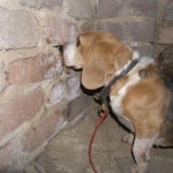 Termite Sniffer Dog Pic 5 - Termite activity alert These bricks are rough on my nose