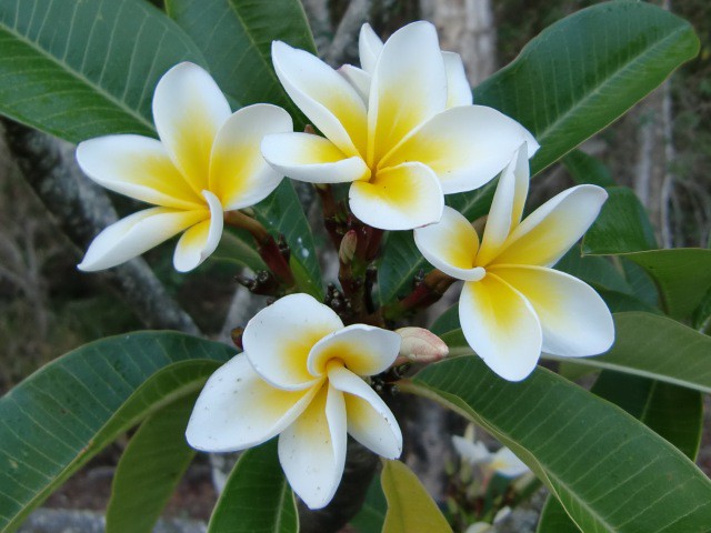 Frangipani Trees Pic 1 - Frangipani Trees