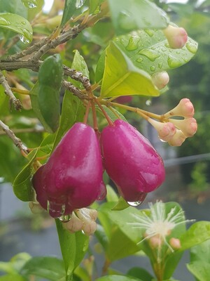 delivertree Pic 3 - Lilly Pilly Fruit