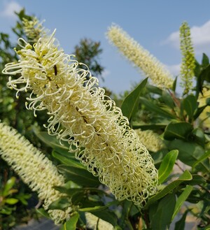 delivertree Pic 4 - Ivory Curl Flower