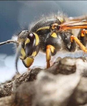 Wasp Removal Cronulla Pic 3