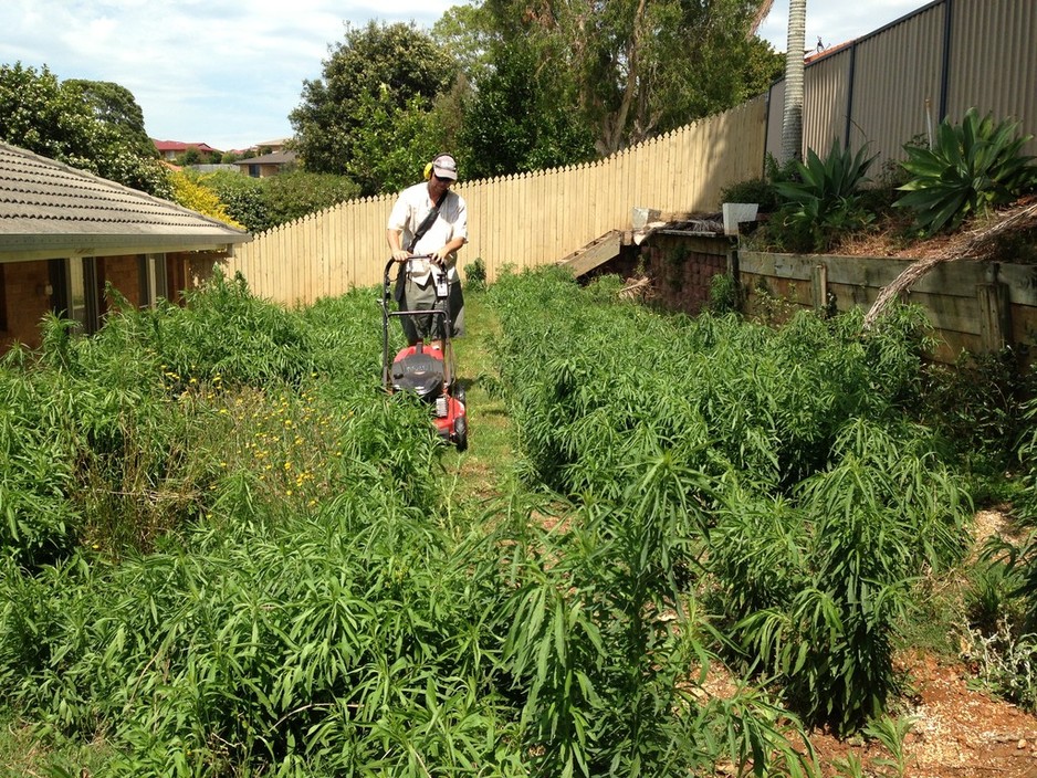 Northern Rivers Lawns and Gardens Pic 1 - Before Mowing