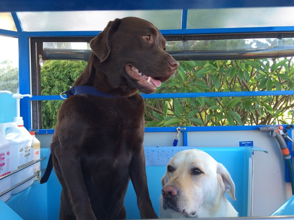 Aussie Pooch Mobile Ocean Reef Pic 1 - I wanted to go first