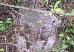 Express Pest Perth Pic 3 - termite damage to tree stump