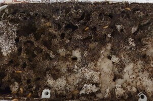 Express Pest Perth Pic 5 - live termites