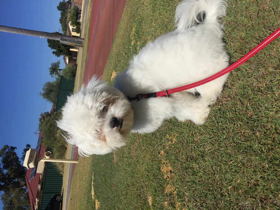 Loving Paws Pic 2 - Before leaving home for haircut