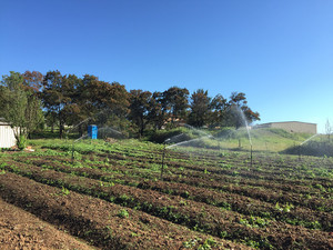 Irrigrow Pic 4