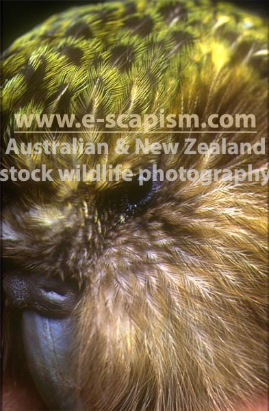 Escapism Photography Pic 1 - endangered kakapo