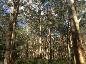 Margaret River Counselling & Healing Pic 5 - Boranup Forrest