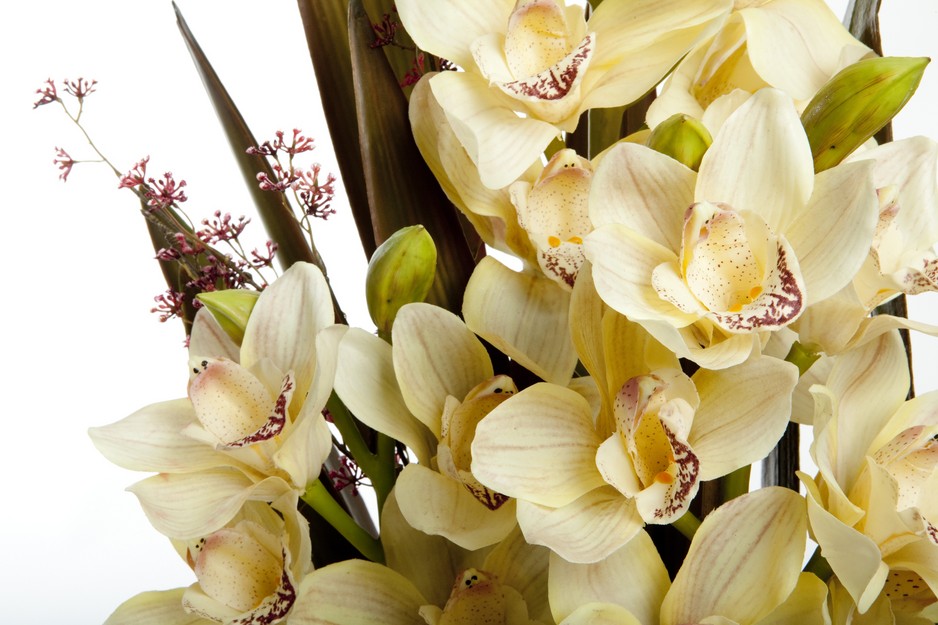 Flowerama Pic 1 - Cymbidium Orchid