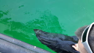 Palm Beach General Store Pic 4 - A young seal gave us a wonderful treat and let us get close enough to say hello and a little gentle stroke as the seal chilled out around the boat for approximately 20 minutes Pittwater