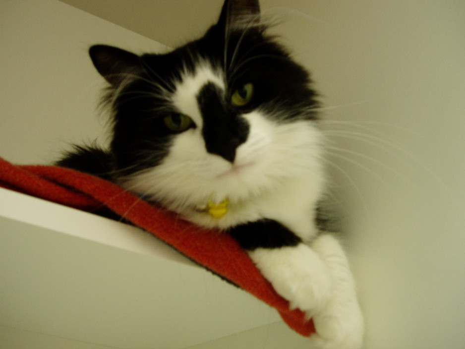 Barkers Veterinary Clinic Pic 2 - Horatio boarding in the cattery