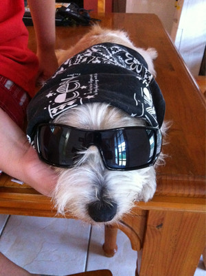 DOGGIE STYLE mobile dog hydrobath Pic 5 - Melvin you have such style little buddie xxxxx