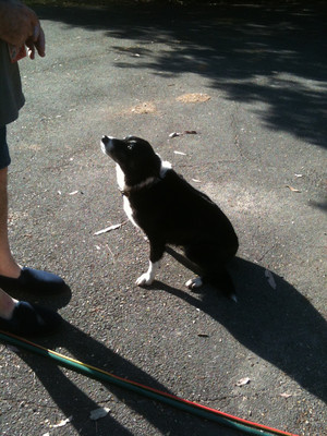 DOGGIE STYLE mobile dog hydrobath Pic 2 - Snip a gorgeous girl who loves her bath xx