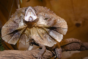 WILD LIFE Sydney Zoo Pic 5 - Discover a large collection of Aussie reptiles including lizards and deadly snakes