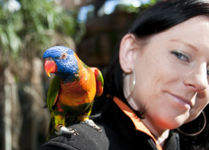 WILD LIFE Sydney Zoo Pic 4 - Interact with birds and other amazing animals