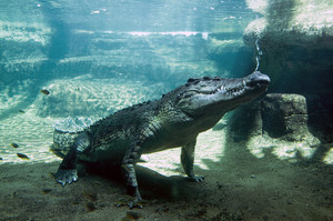 WILD LIFE Sydney Zoo Pic 2 - Meet Rex one of the worlds largest crocodiles