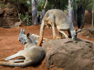 WILD LIFE Sydney Zoo Pic 3 - See red Kangaroos in the Outback exhibit