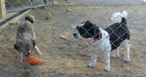 Lazy Dazes Boarding Kennels Pic 4 - Some of our Regulars