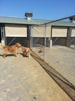 Lazy Dazes Boarding Kennels Pic 5 - Some of our Regulars