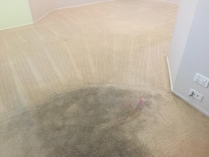 The Carpet Surgeon Gold Coast Pic 3 - During Carpet Clean