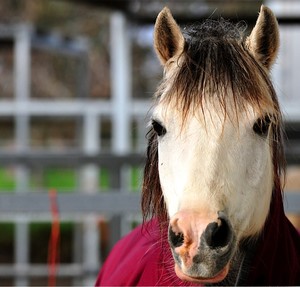 Centura Riding School Pic 3