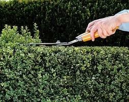 Better Gardeners Pty Ltd Pic 3 - HEDGING