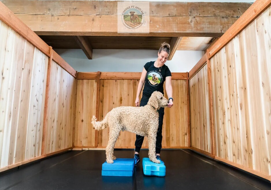 Therapy For Dogs With Hip Dysplasia Pic 1 - A vet wearing a Canine PT and Me logo on her tshirt with a dog exercising in the background promoting therapy for treating canine hip dysplasia and improving mobility in dogs with hip dysplasia