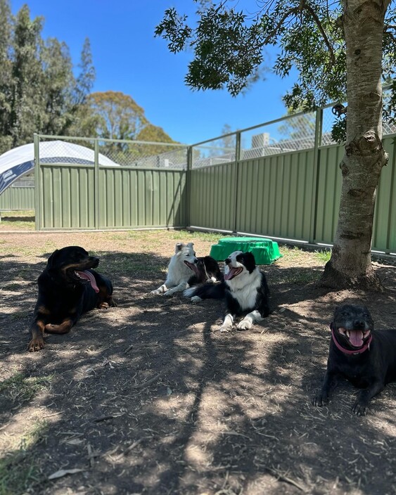 Kip Lake Macquarie Cat & Dog Boarding Pic 1