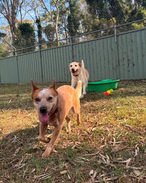 Kip Lake Macquarie Cat & Dog Boarding Pic 3