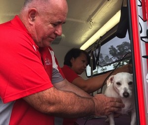 Jim's Dog Wash Blair Athol Pic 5 - Jims Dog Wash Blair Athol Mobile Dog Wash