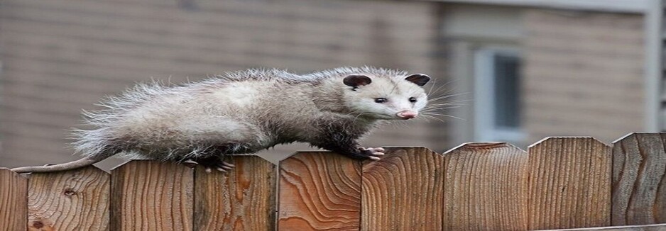 247 Possum Removal Sydney Pic 1