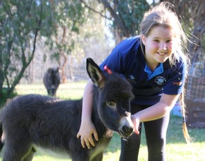 Donkey Tales Farm Cottages Pic 2