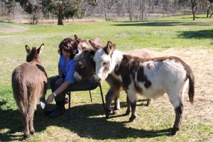 Donkey Tales Farm Cottages Pic 3