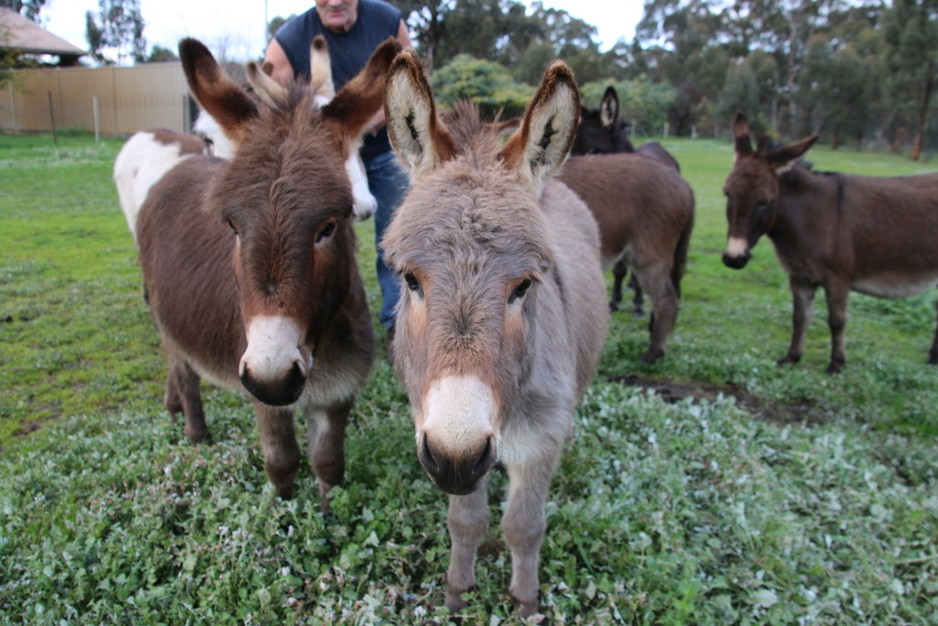 Donkey Tales Farm Cottages Pic 1 - Our Mini Donkeys