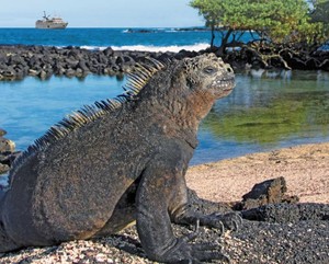 Noosa Travel Pic 4 - Galapagos Islands