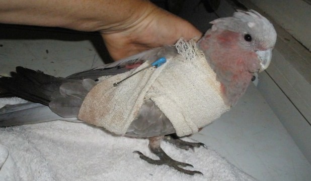 Wildlife Care & Rescue Pic 1 - Broken Galah December 2009