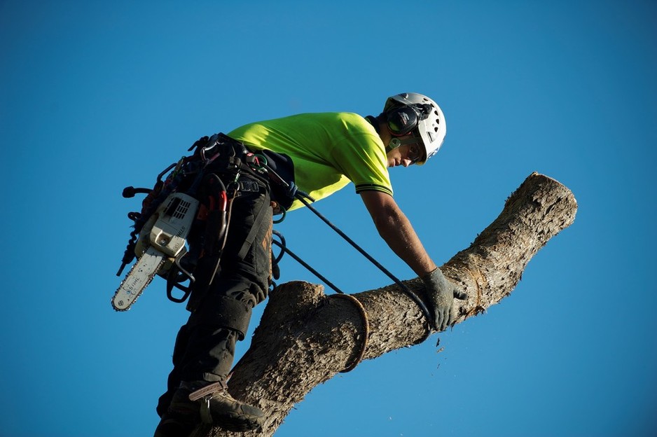 Len McKeown's Tree Services in Mount Evelyn, Melbourne, VIC, Tree