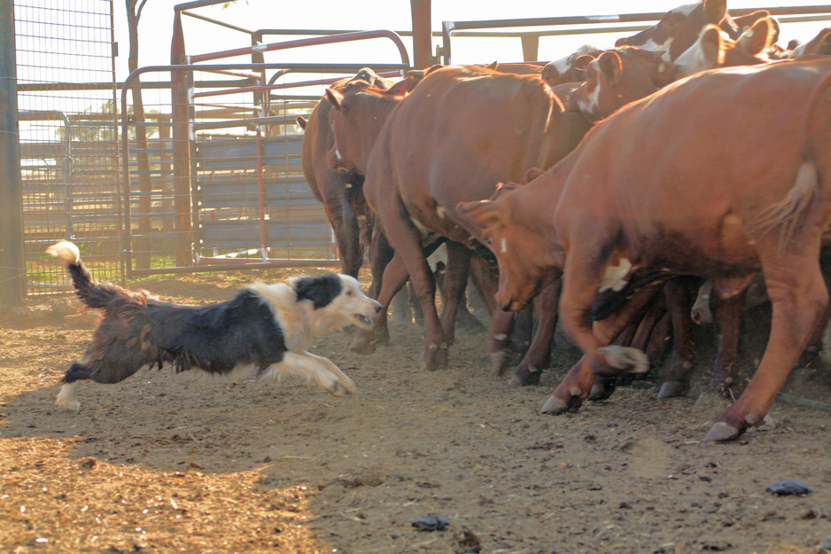 Arakoola Working Dogs Pic 1