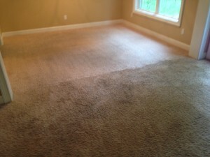 Carpet Cleaning Evatt Pic 2