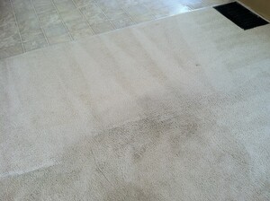 Carpet Cleaning Evatt Pic 4