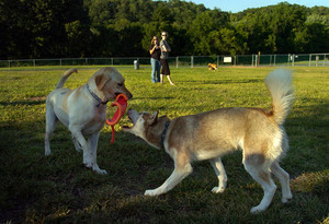 Paws to Pavement Dog Walking Service Pic 3