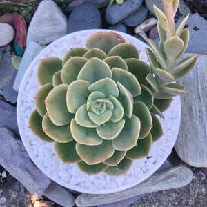 Happy Little Succulents Pic 5 - Succulent Bowl