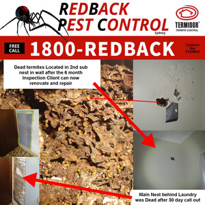 Red Back Pest Control Pic 4 - Termite Control By Redback Pest Control